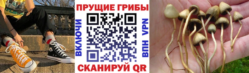 Псилоцибиновые грибы Psilocybine cubensis  Ивдель 